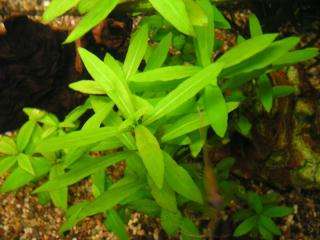 Hygrophila polysperma